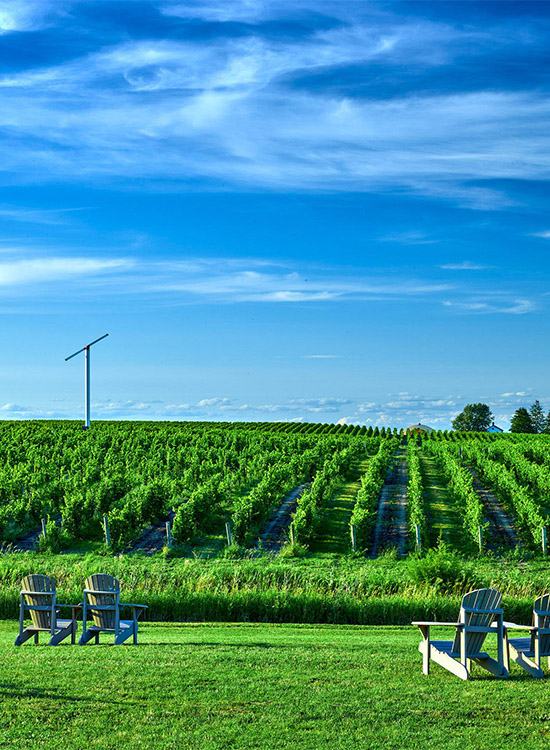 view out to the vineyards at Westcott